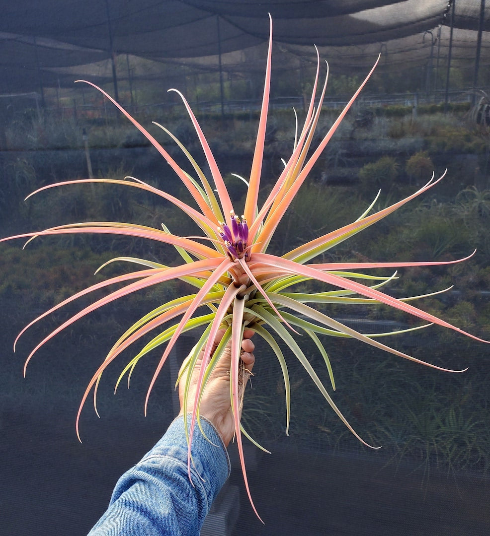 Tillandsia Hawaiian Sweetheart. (Aleta x riohondoensis)