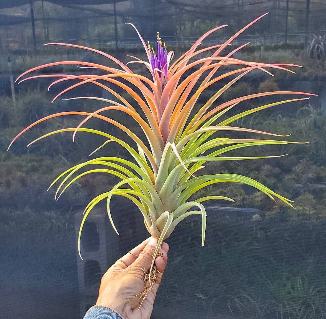 Tillandsia Hawaiian Sweetheart. (Aleta x riohondoensis)