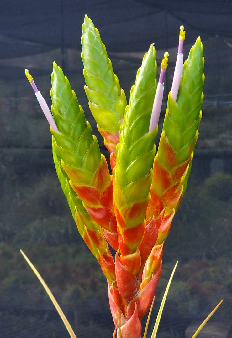 Tillandsia Hawaiian Dragon. (magnispica x rothii)