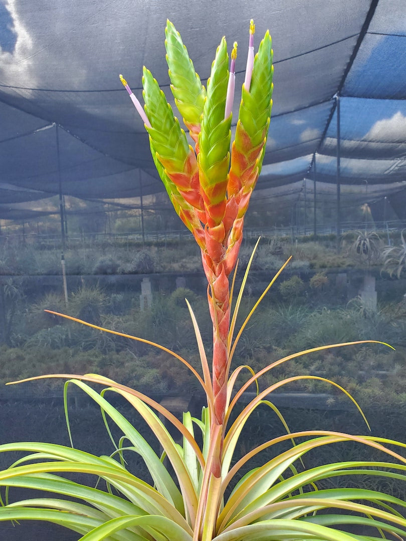 Tillandsia Hawaiian Dragon. (magnispica x rothii)