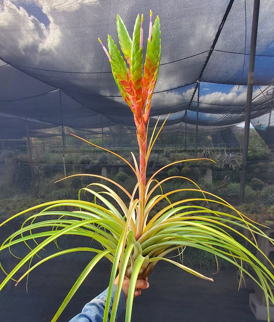 Tillandsia Hawaiian Dragon. (magnispica x rothii)