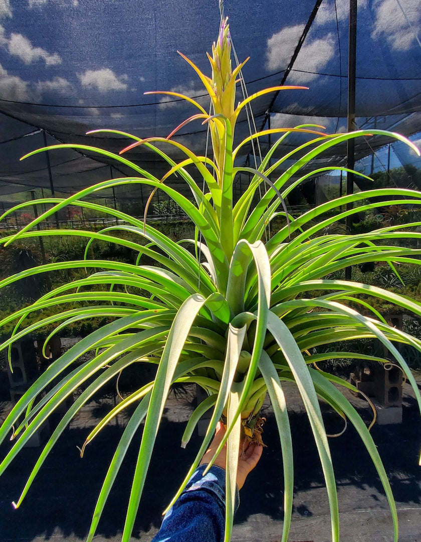 Tillandsia Hawaiian Monarch. (capitata orange form x streptophylla)