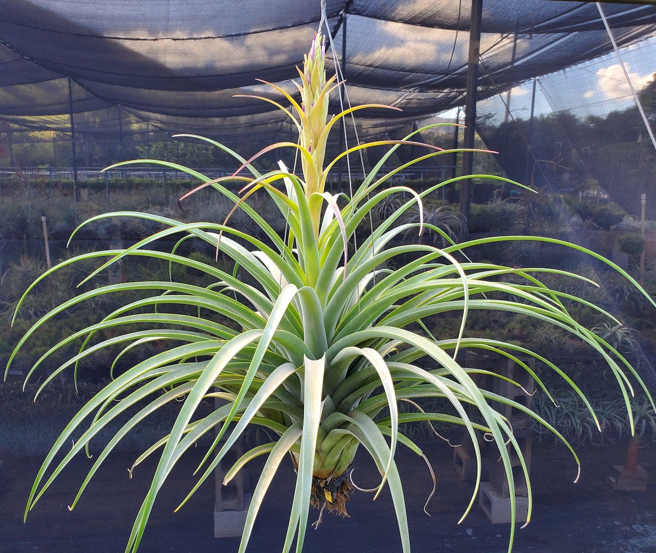 Tillandsia Hawaiian Monarch. (capitata orange form x streptophylla)