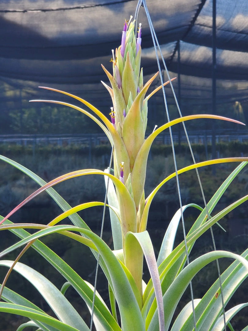 Tillandsia Hawaiian Monarch. (capitata orange form x streptophylla)