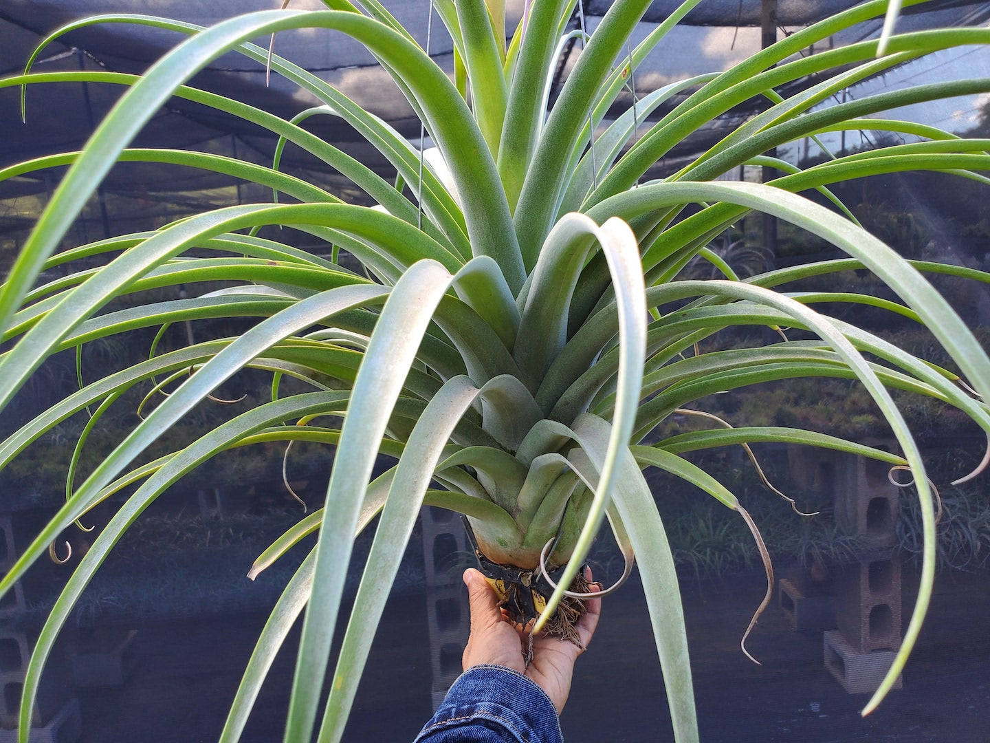 Tillandsia Hawaiian Monarch. (capitata orange form x streptophylla)