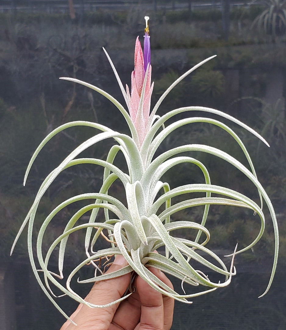 Tillandsia Hawaiian Sprite. (exserta large form x ionantha vanhyngii)