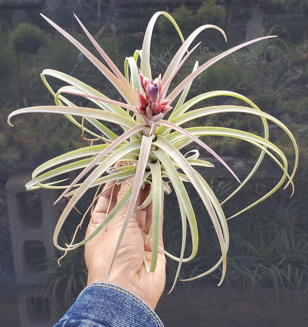 Tillandsia Hawaiian Sprite. (exserta large form x ionantha vanhyngii)