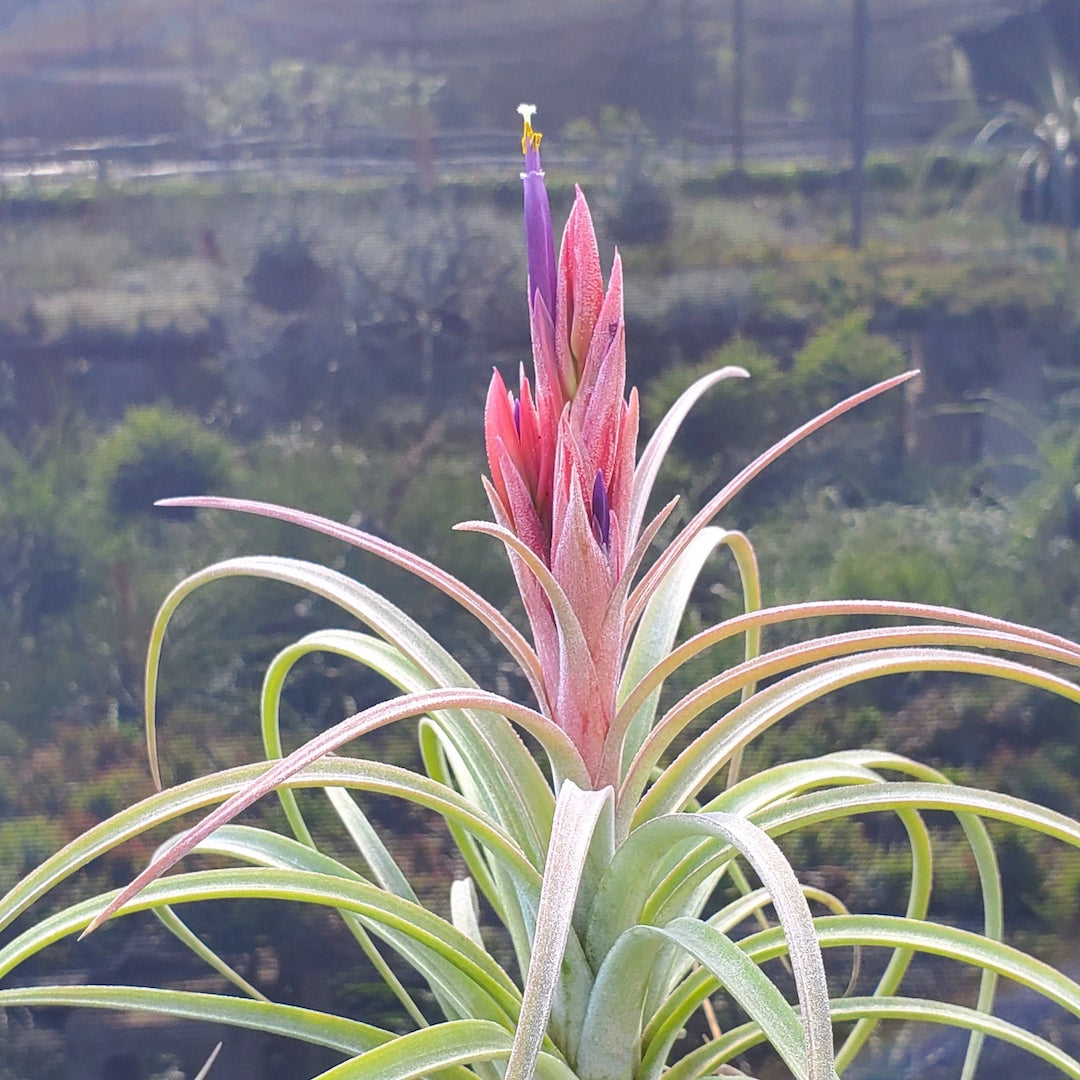 Tillandsia Hawaiian Sprite. (exserta large form x ionantha vanhyngii)