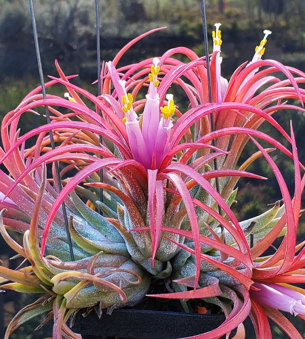 Tillandsia ionantha Hawaiian Fuchsia.