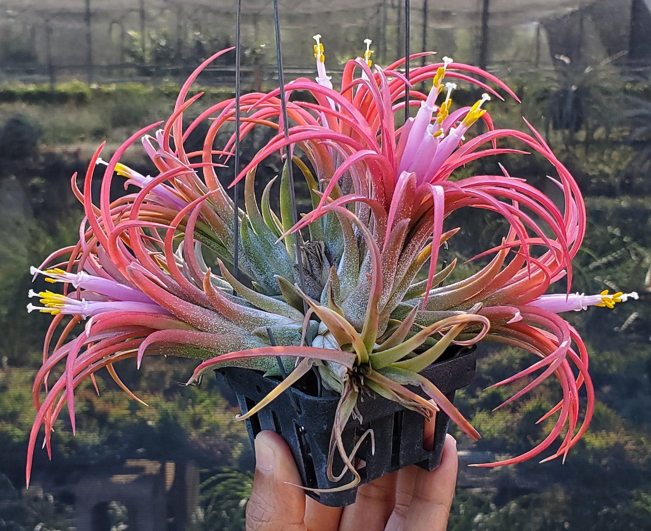 Tillandsia ionantha Hawaiian Fuchsia.