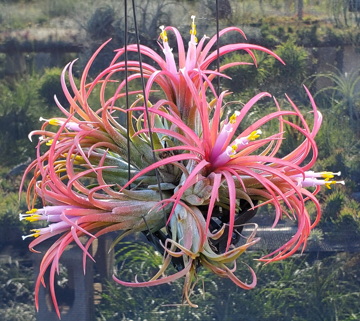 Tillandsia ionantha Hawaiian Fuchsia.