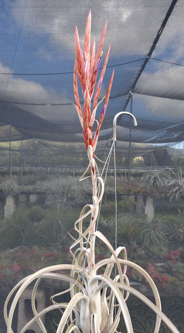 Tillandsia Hawaiian Waterfall. (balbisiana x caput-medusae)