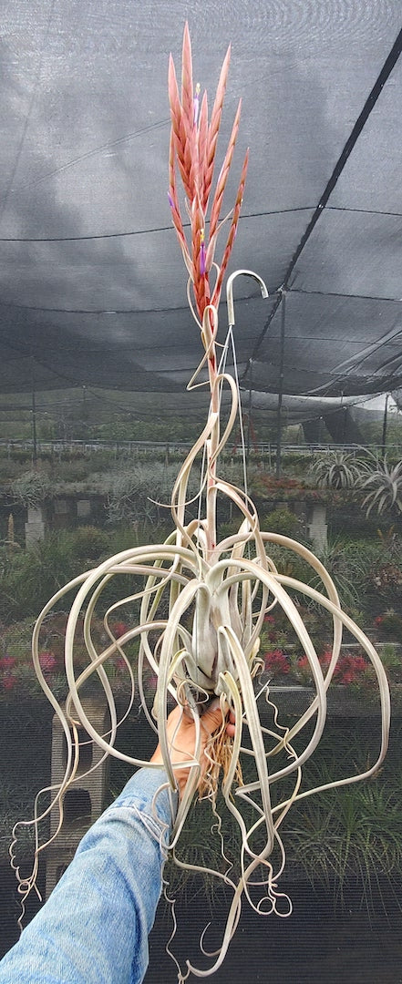 ティランジア ハワイの滝。 (バルビシアナ x カプートメドゥーサエ)