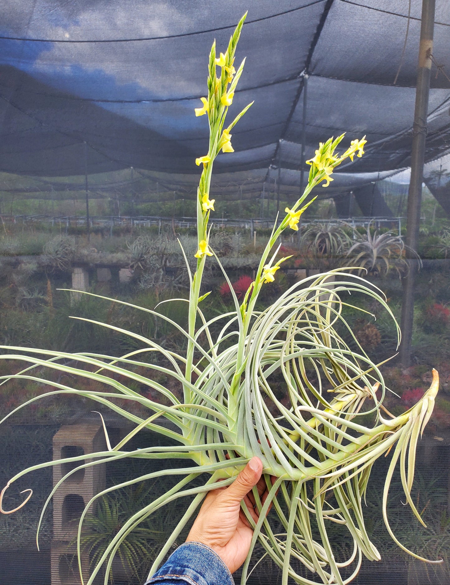 Tillandsia Golden Nugget. (crocata x duratii)