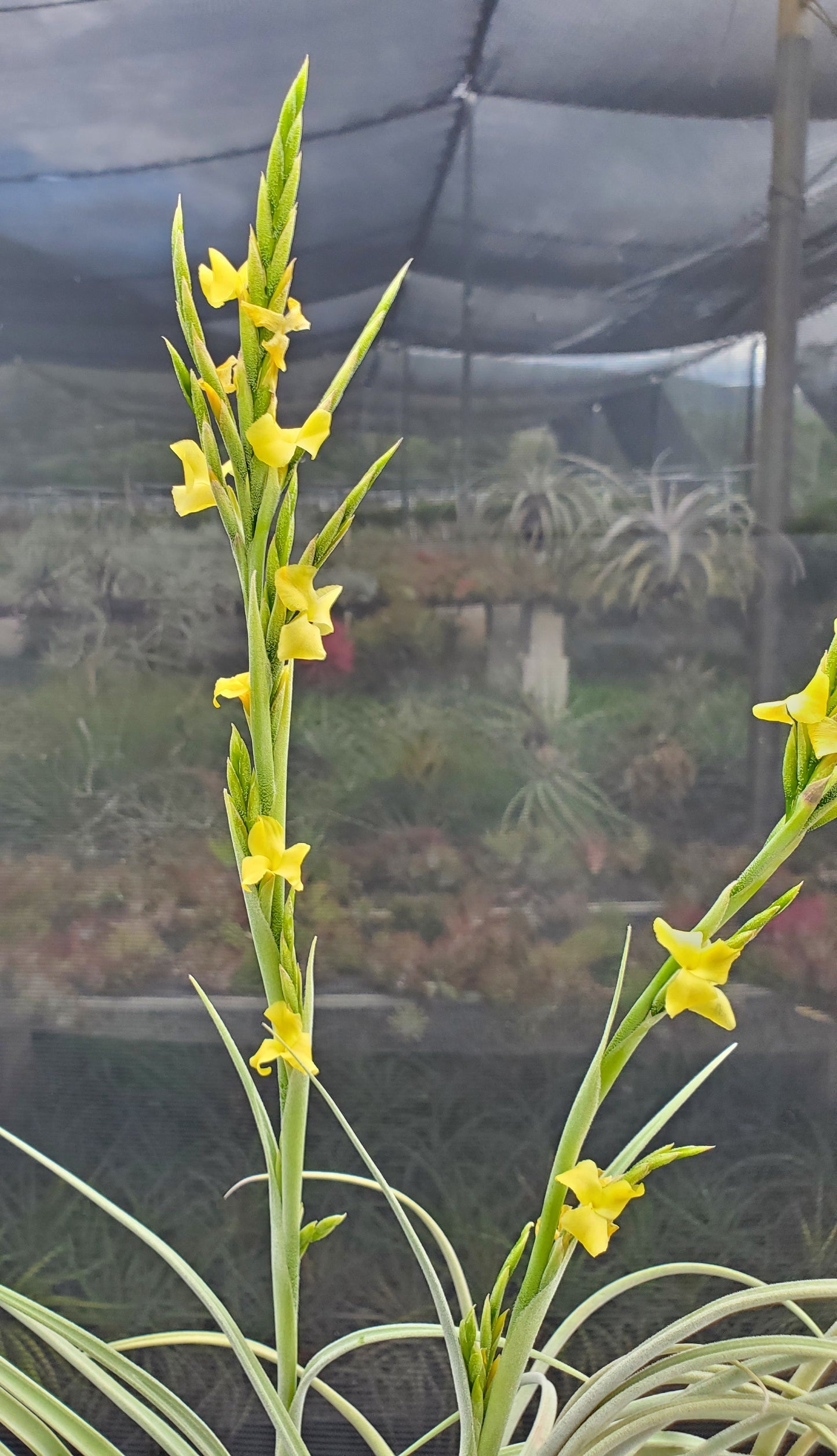 Tillandsia Golden Nugget. (crocata x duratii)