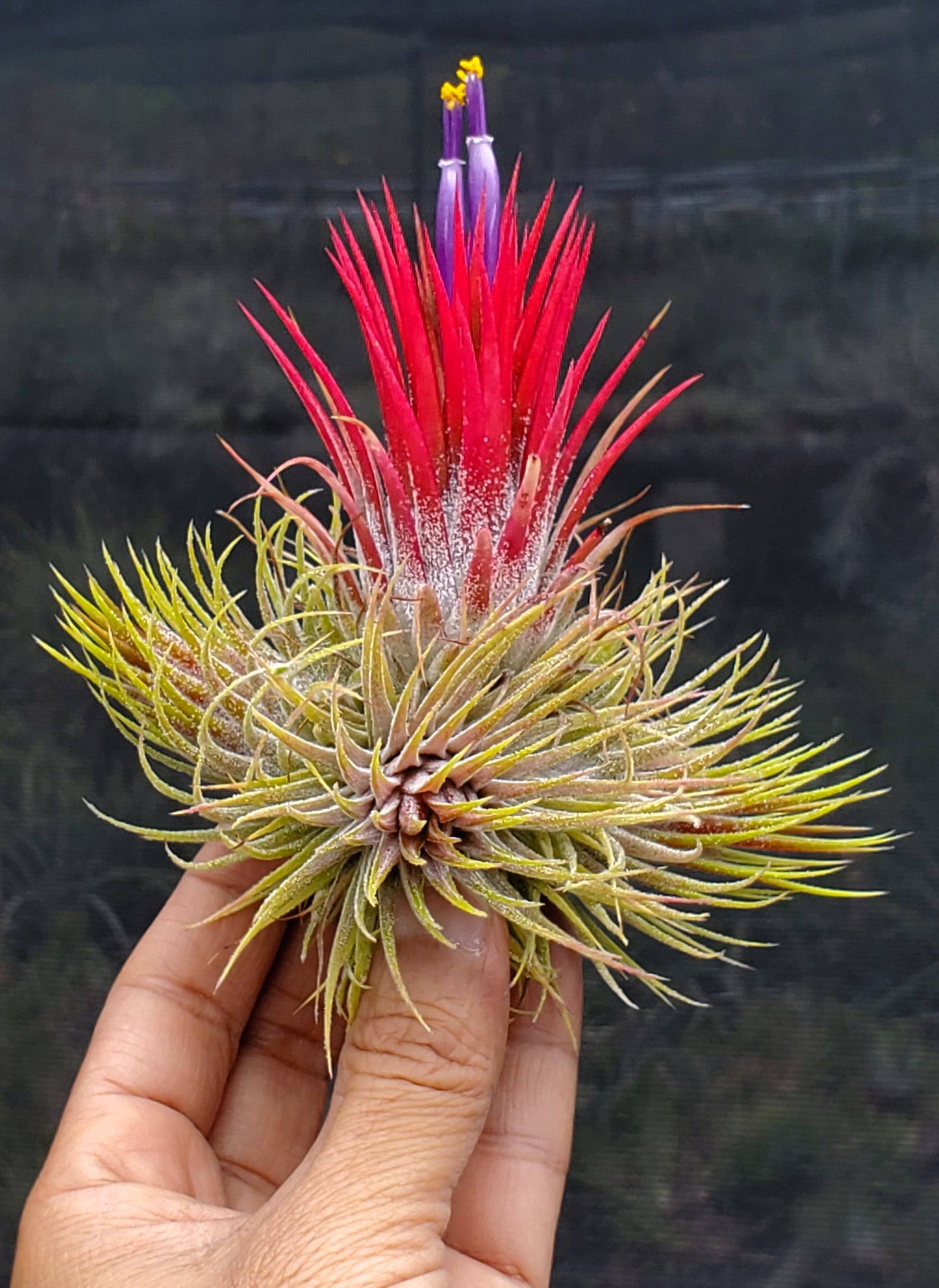 Tillandsia ionantha fuego fuzzy form