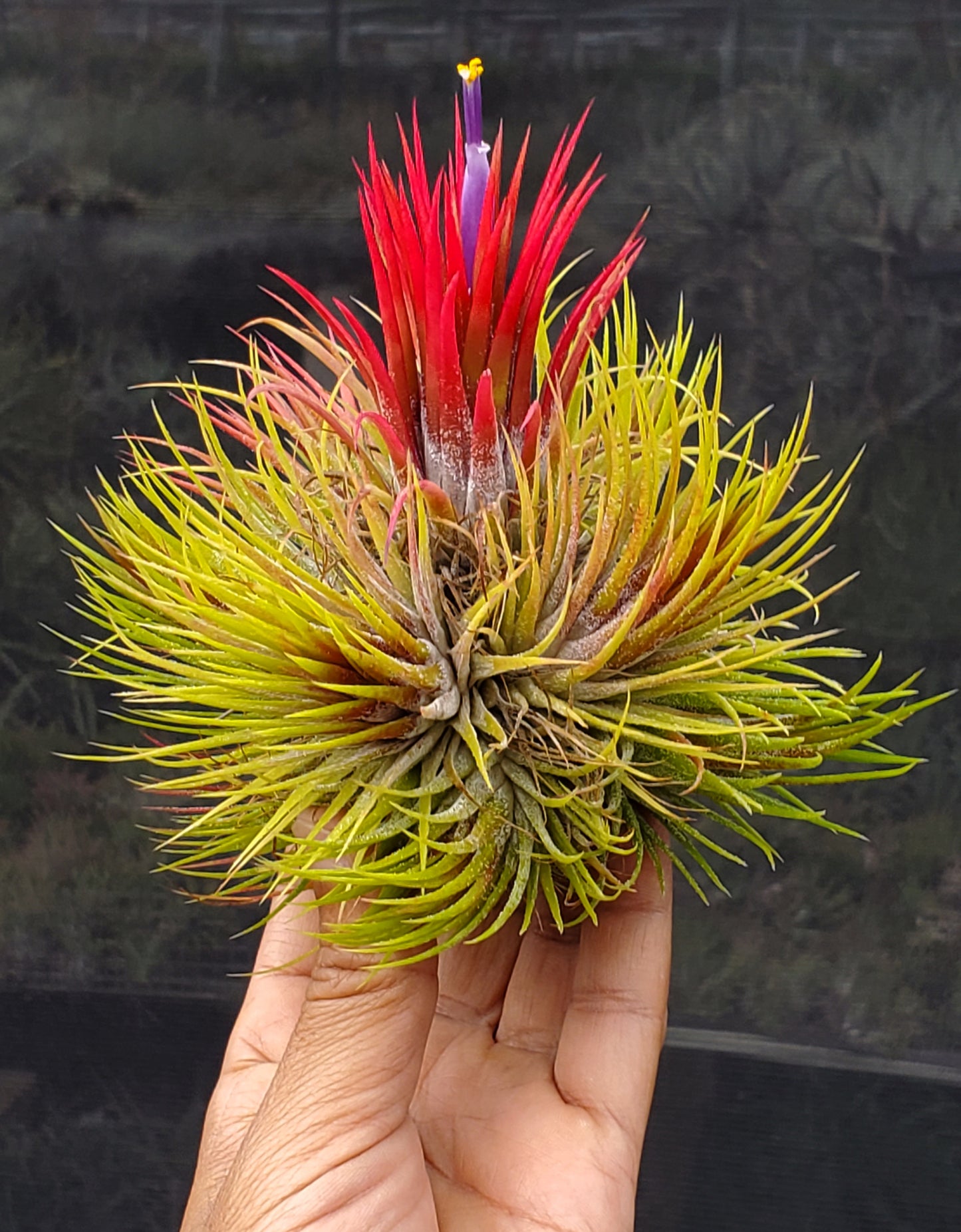 Tillandsia ionantha fuego fuzzy form