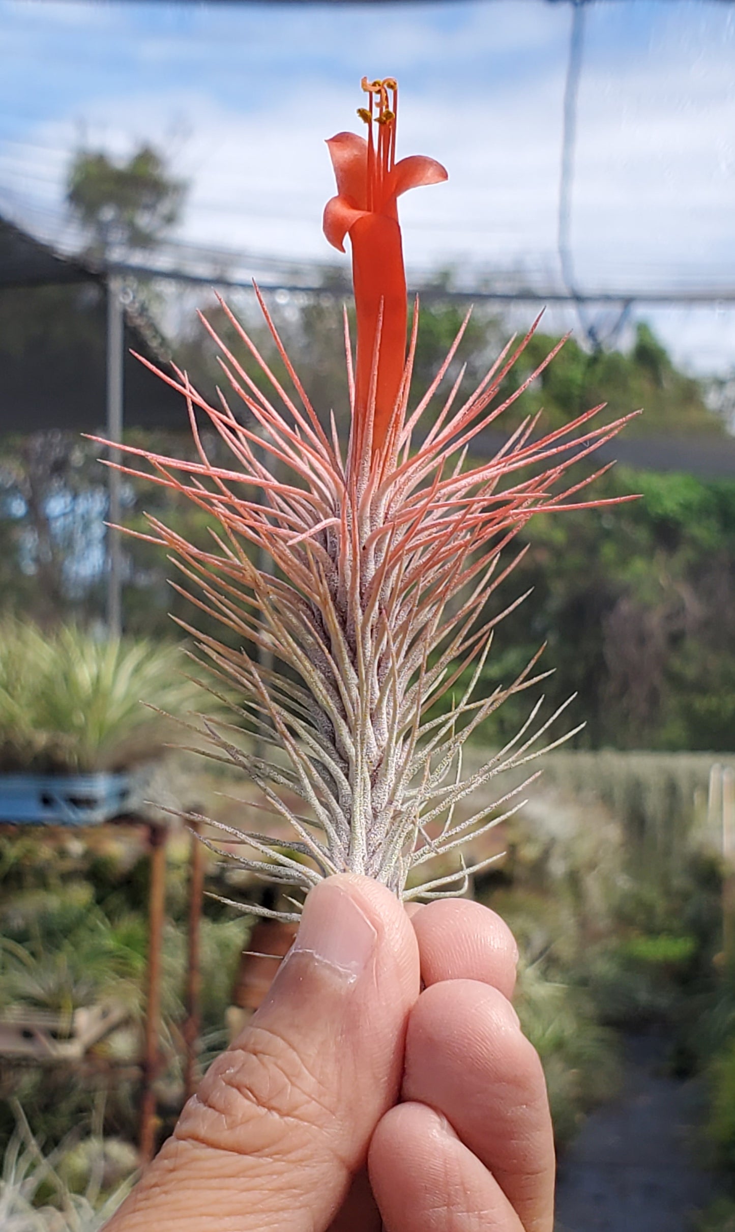 Tillandsia funckiana variety recurvifolia