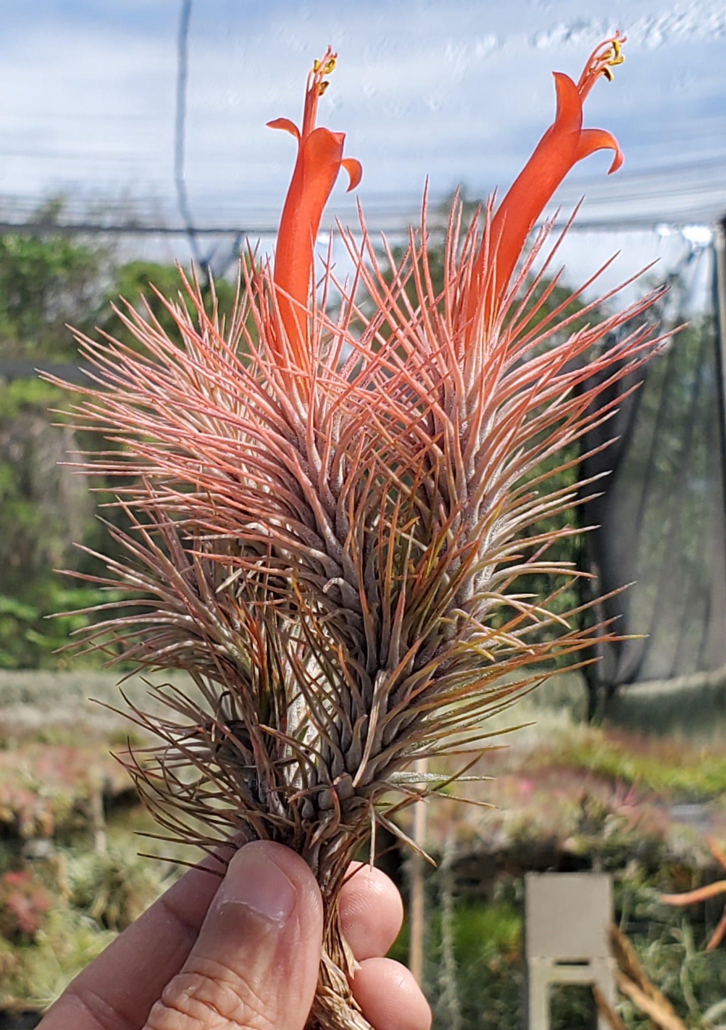 Tillandsia funckiana variety recurvifolia