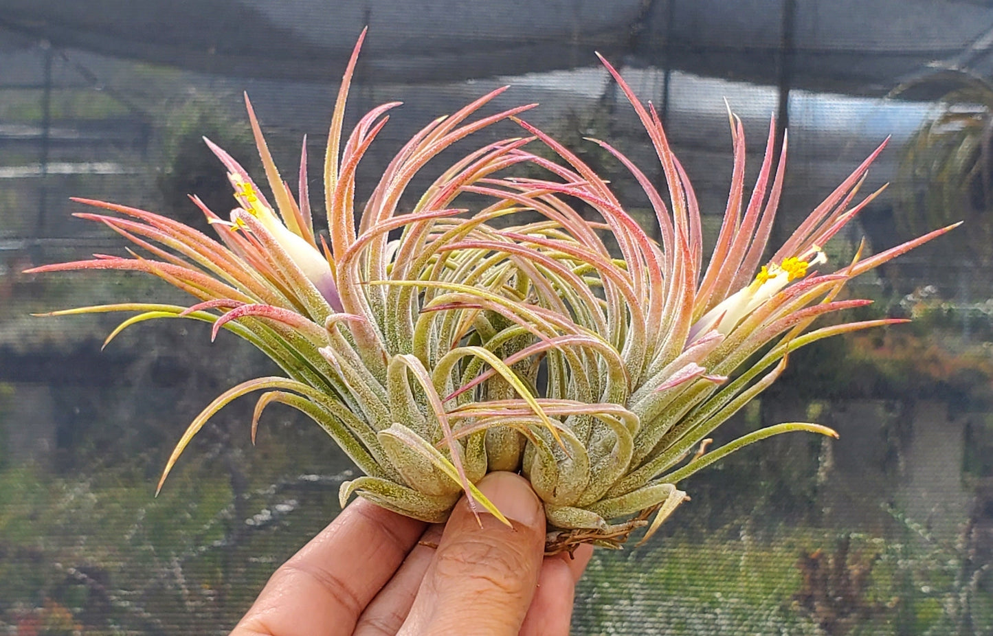 Tillandsia ionantha Domingo's Pearl. (Rectifolia x ionantha)