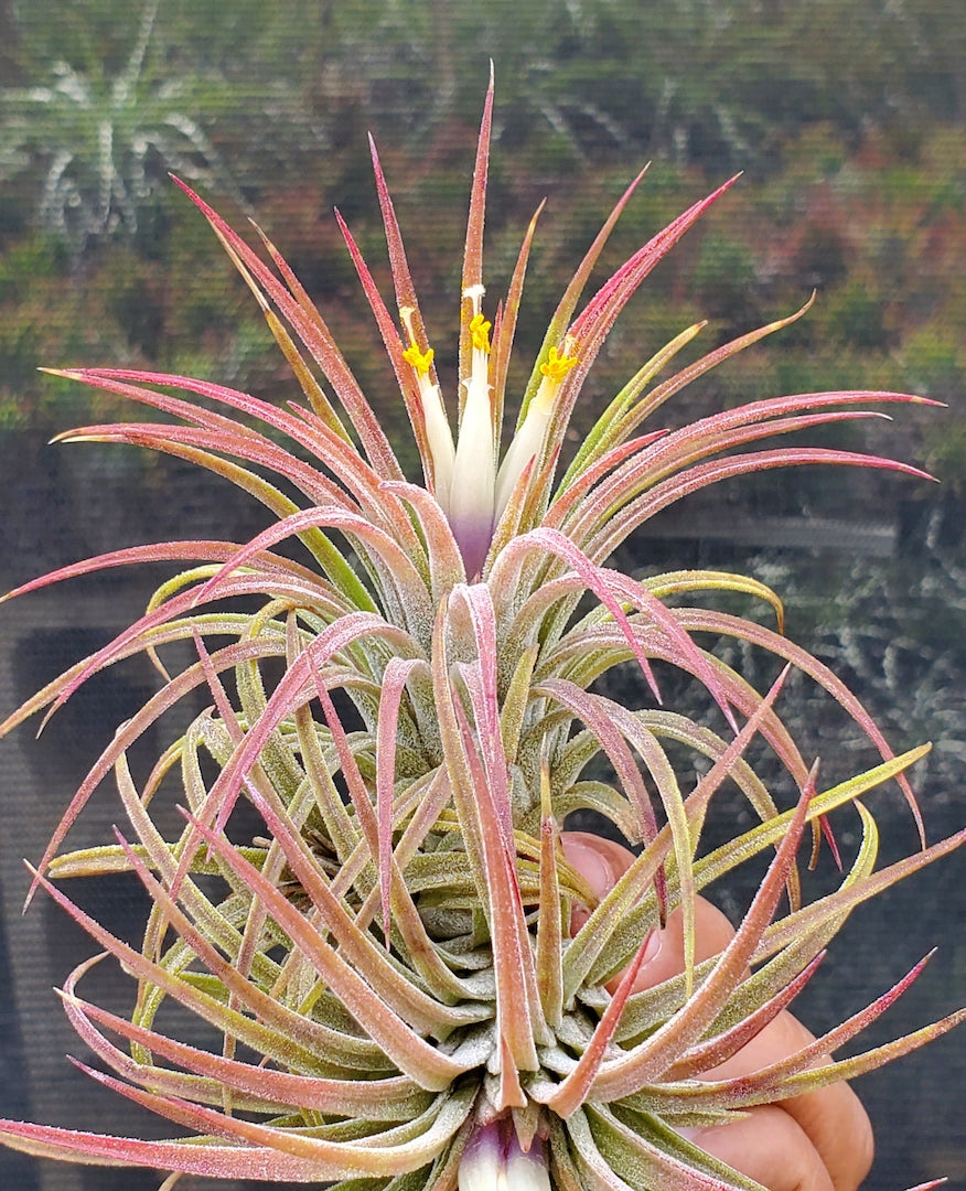 Tillandsia ionantha Domingo's Pearl. (Rectifolia x ionantha)