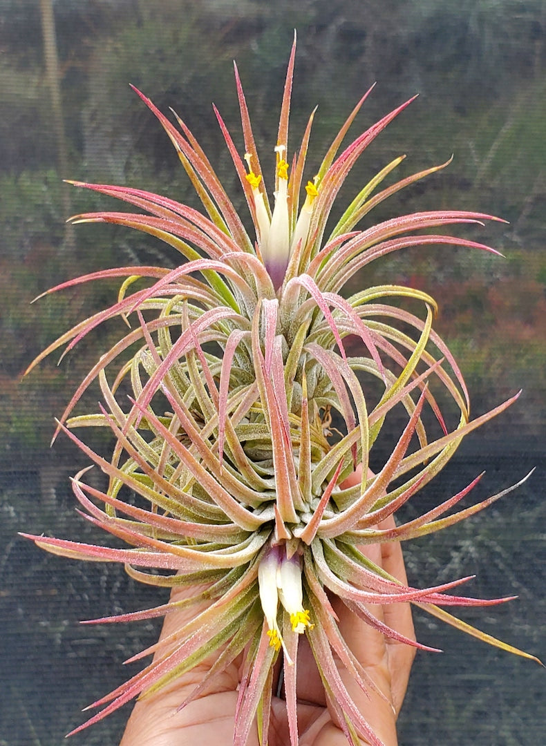 Tillandsia ionantha Domingo's Pearl. (Rectifolia x ionantha)