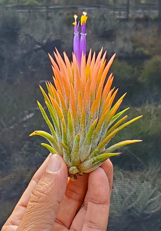 Tillandsia ionantha Peach.  (with violet flowers)