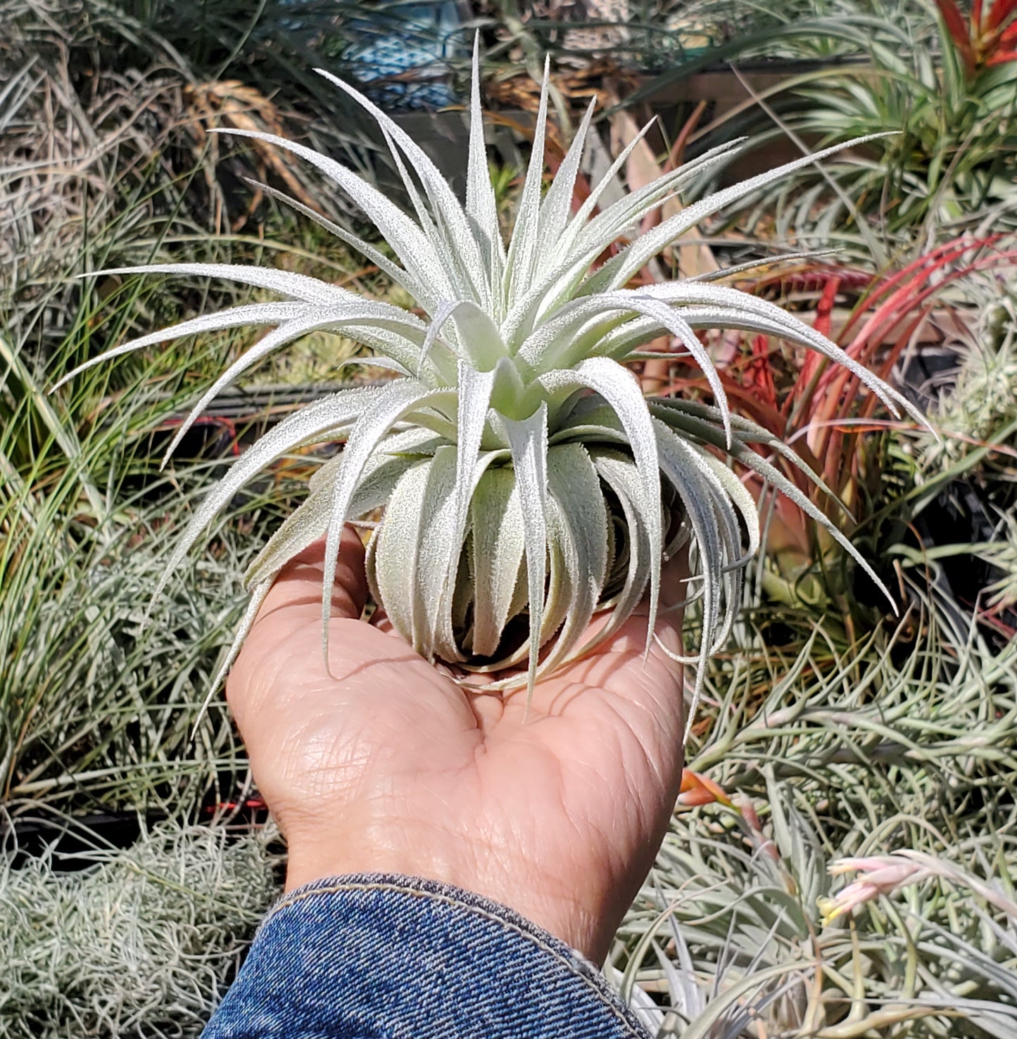 Tillandsia gardneri rupicola. (size large)