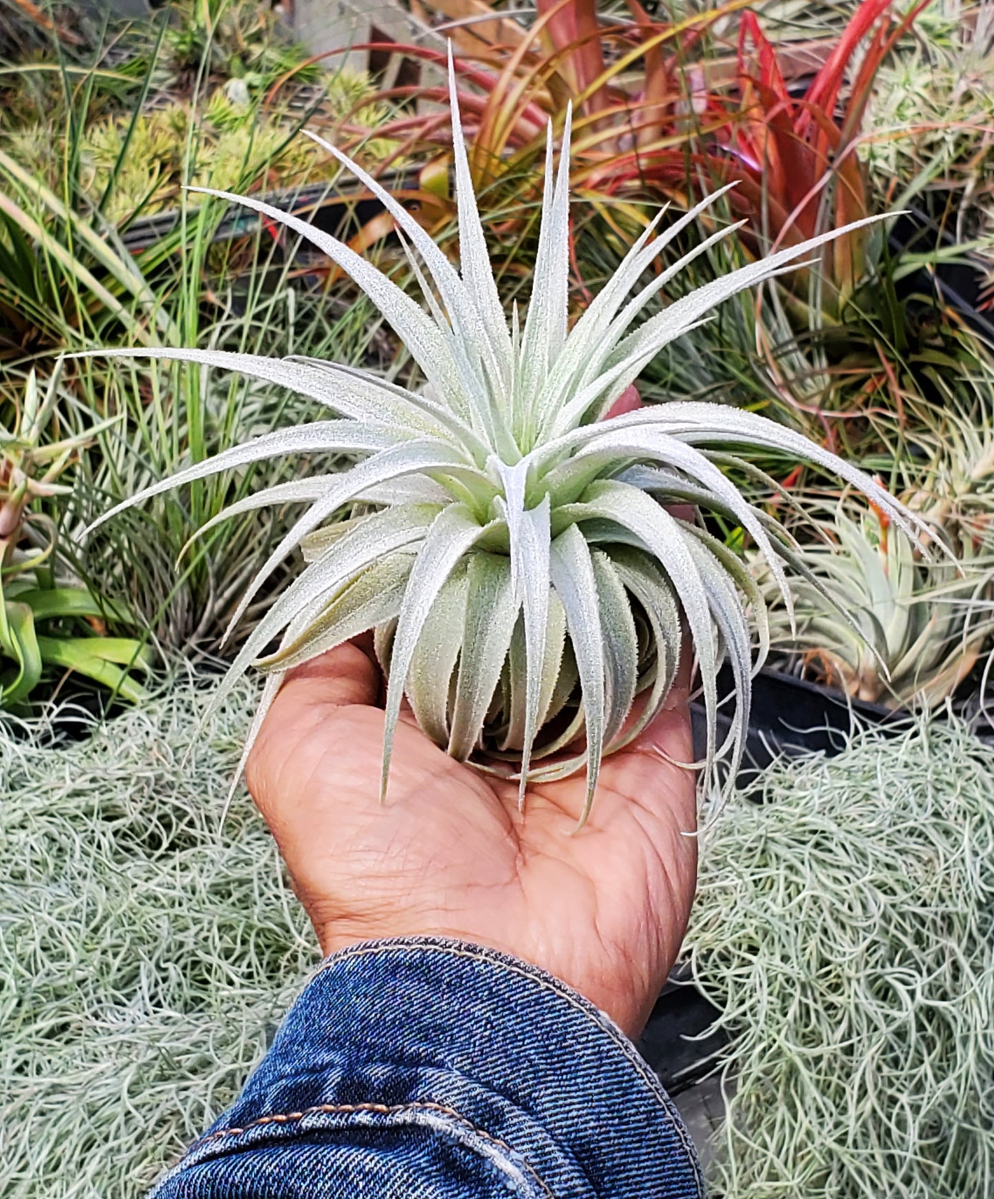 Tillandsia gardneri rupicola. (size large)