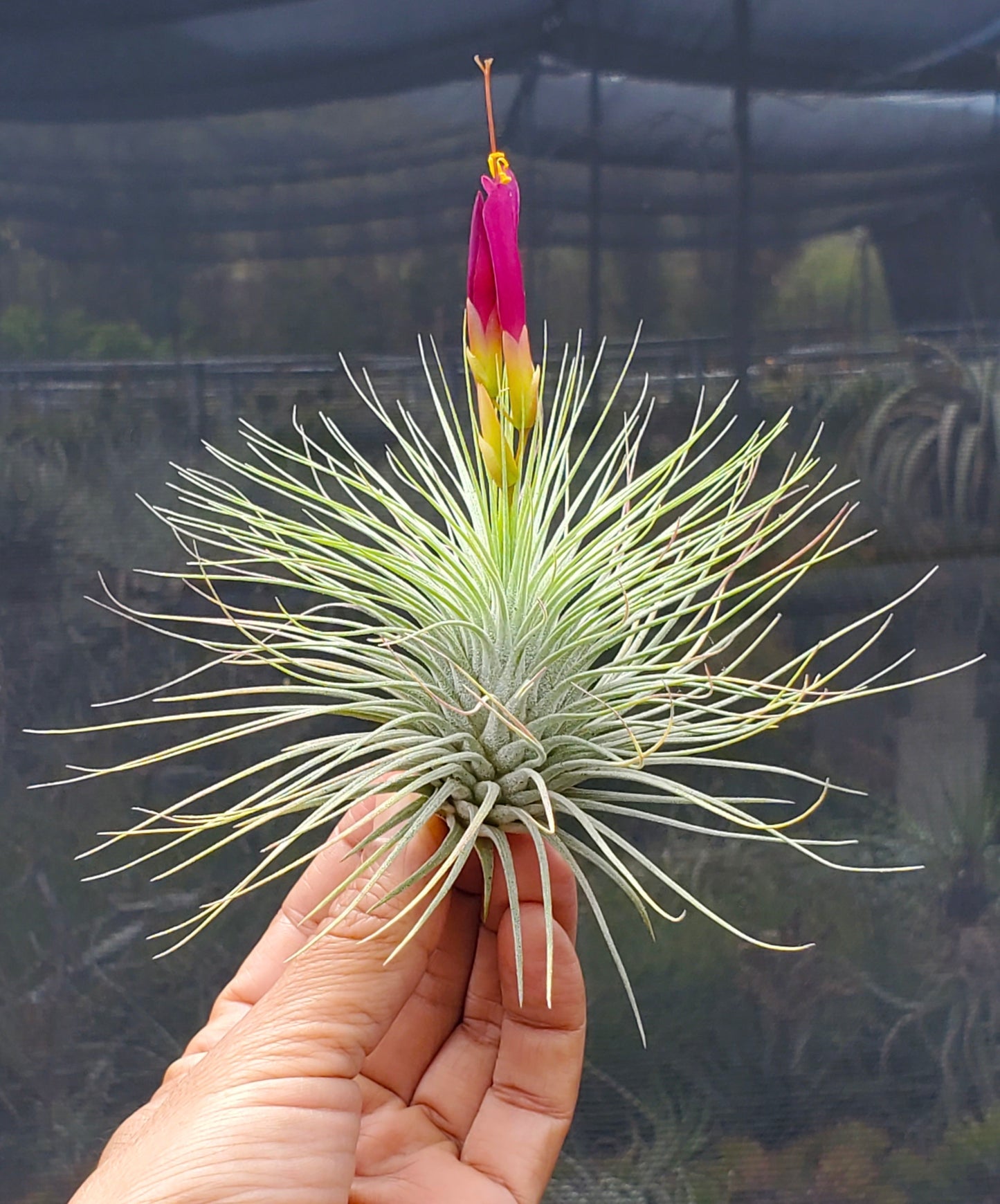 Tillandsia Kamiya's Pride. (fuchsii x funckiana)