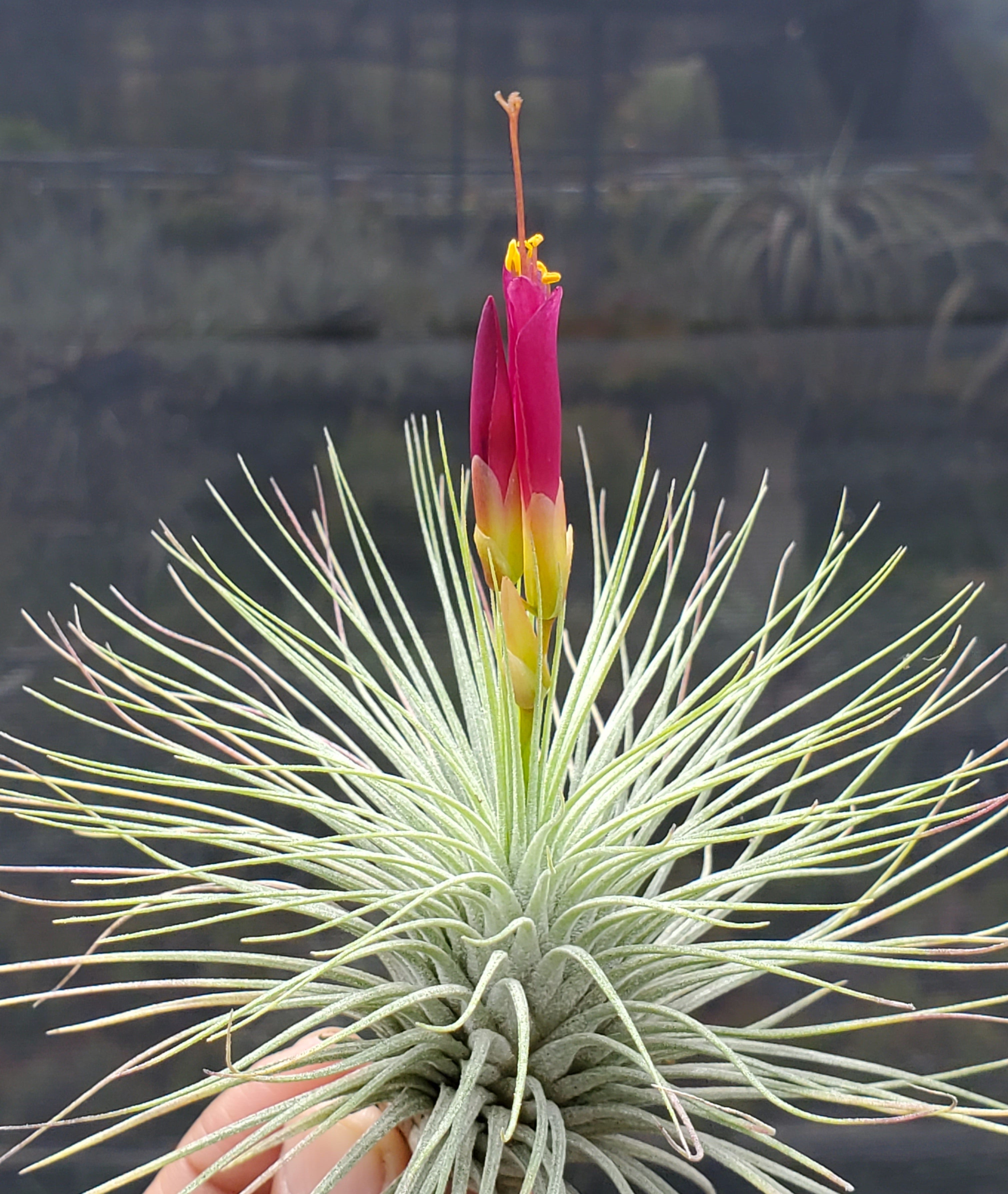 Tillandsia Kamiya's Pride. (fuchsii x funckiana
