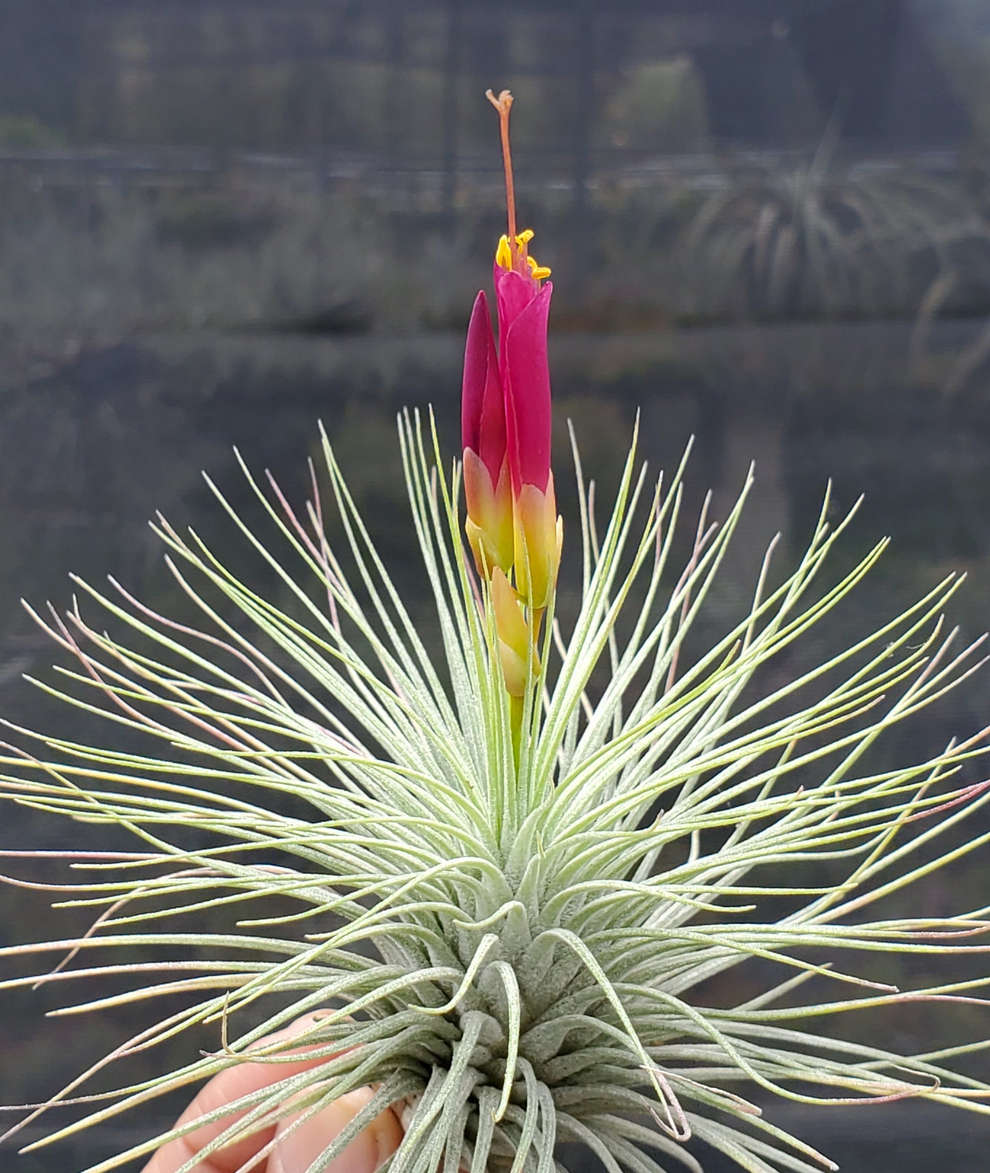 Tillandsia Kamiya's Pride. (fuchsii x funckiana)