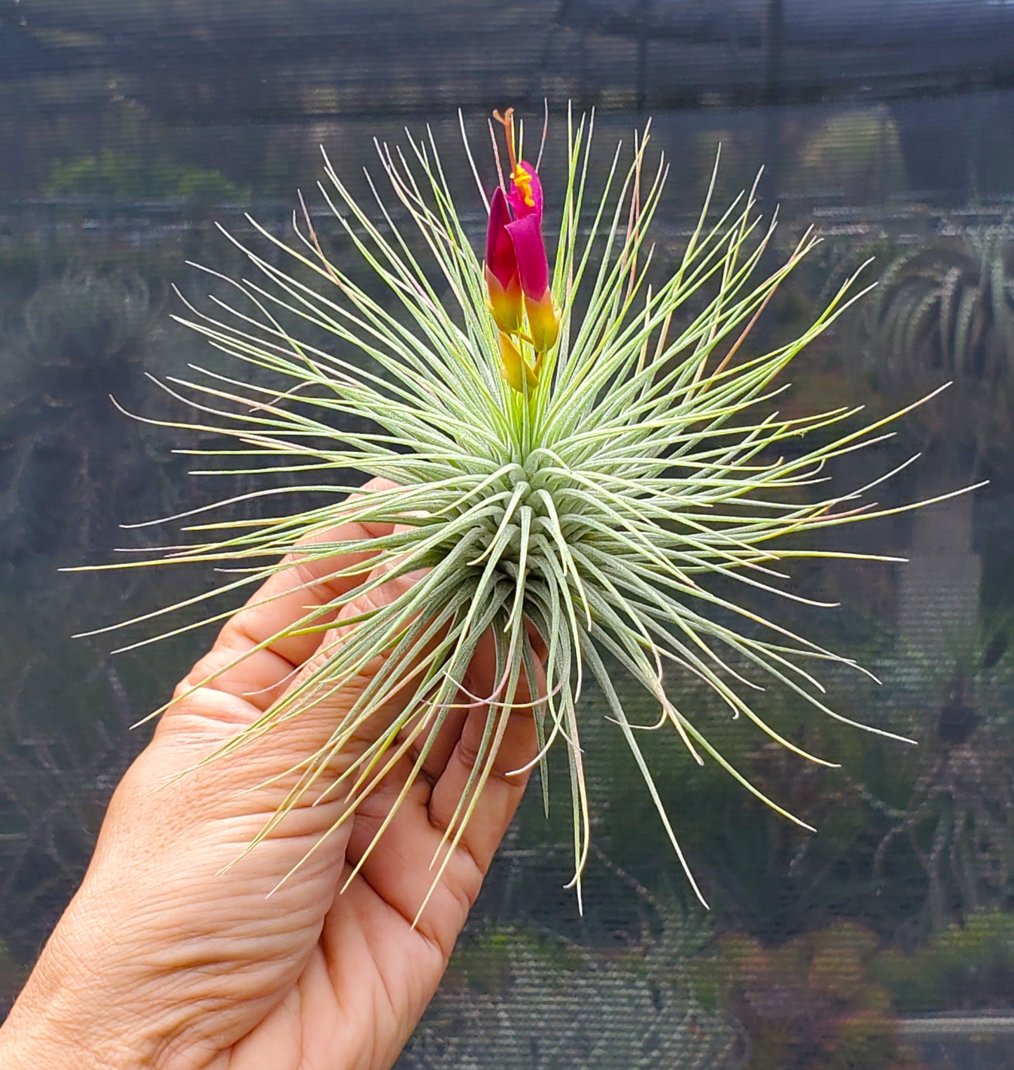 Tillandsia Kamiya's Pride. (fuchsii x funckiana)