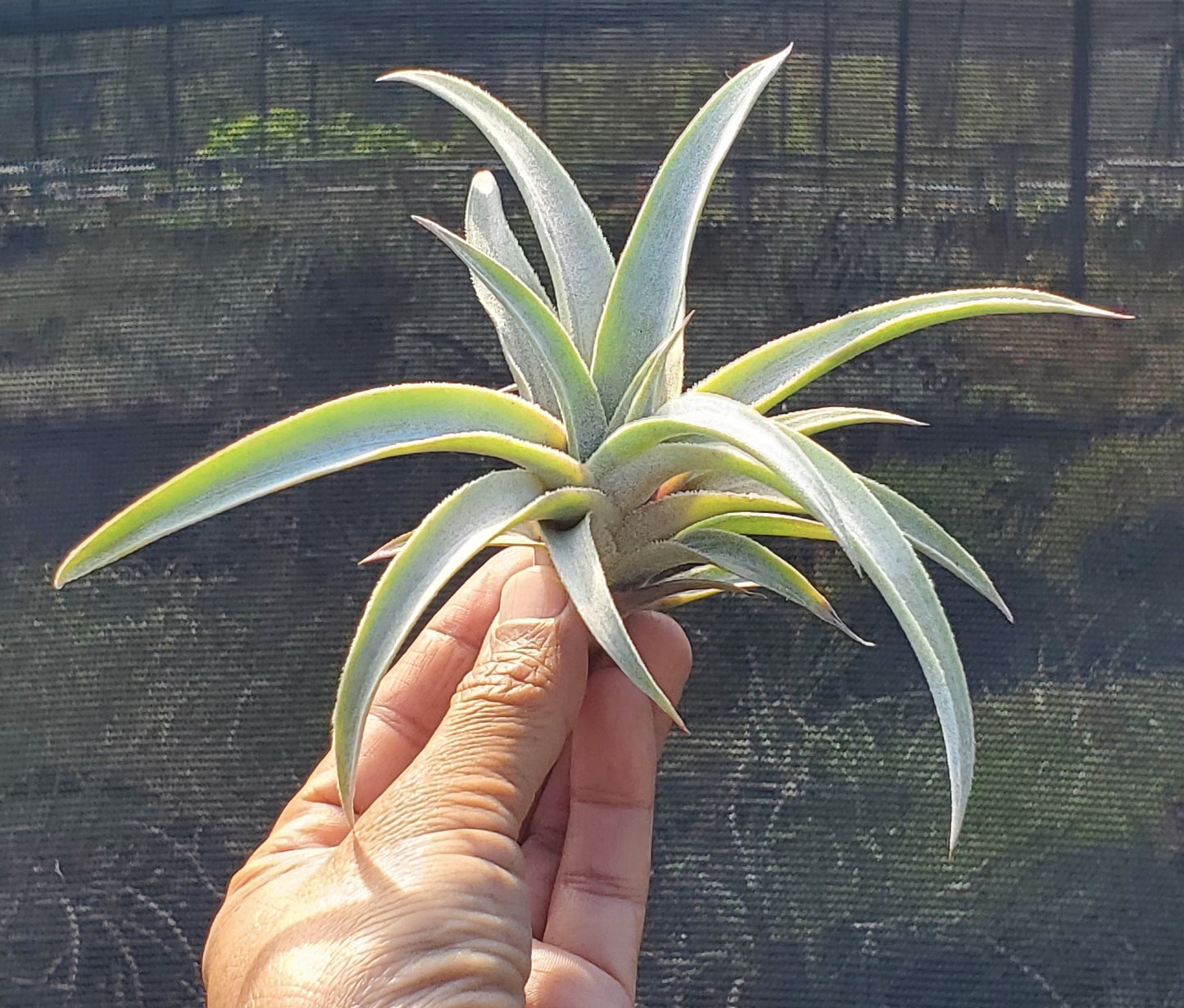 Tillandsia mima mima