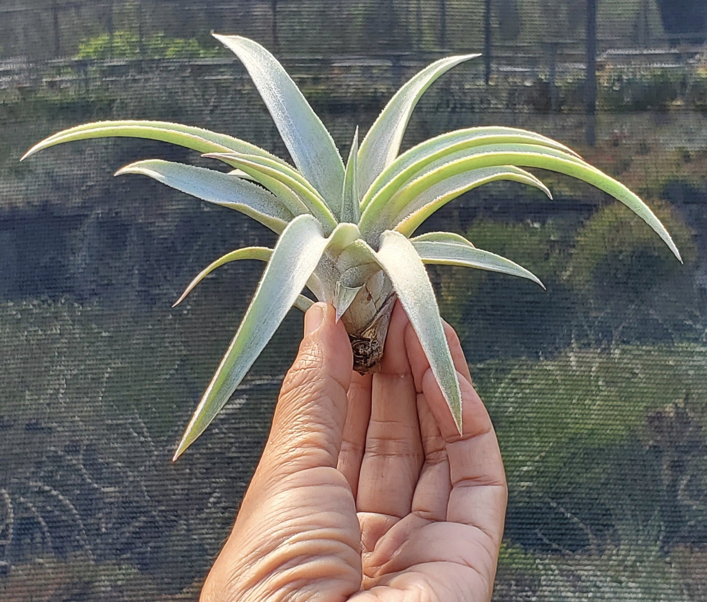 Tillandsia mima mima