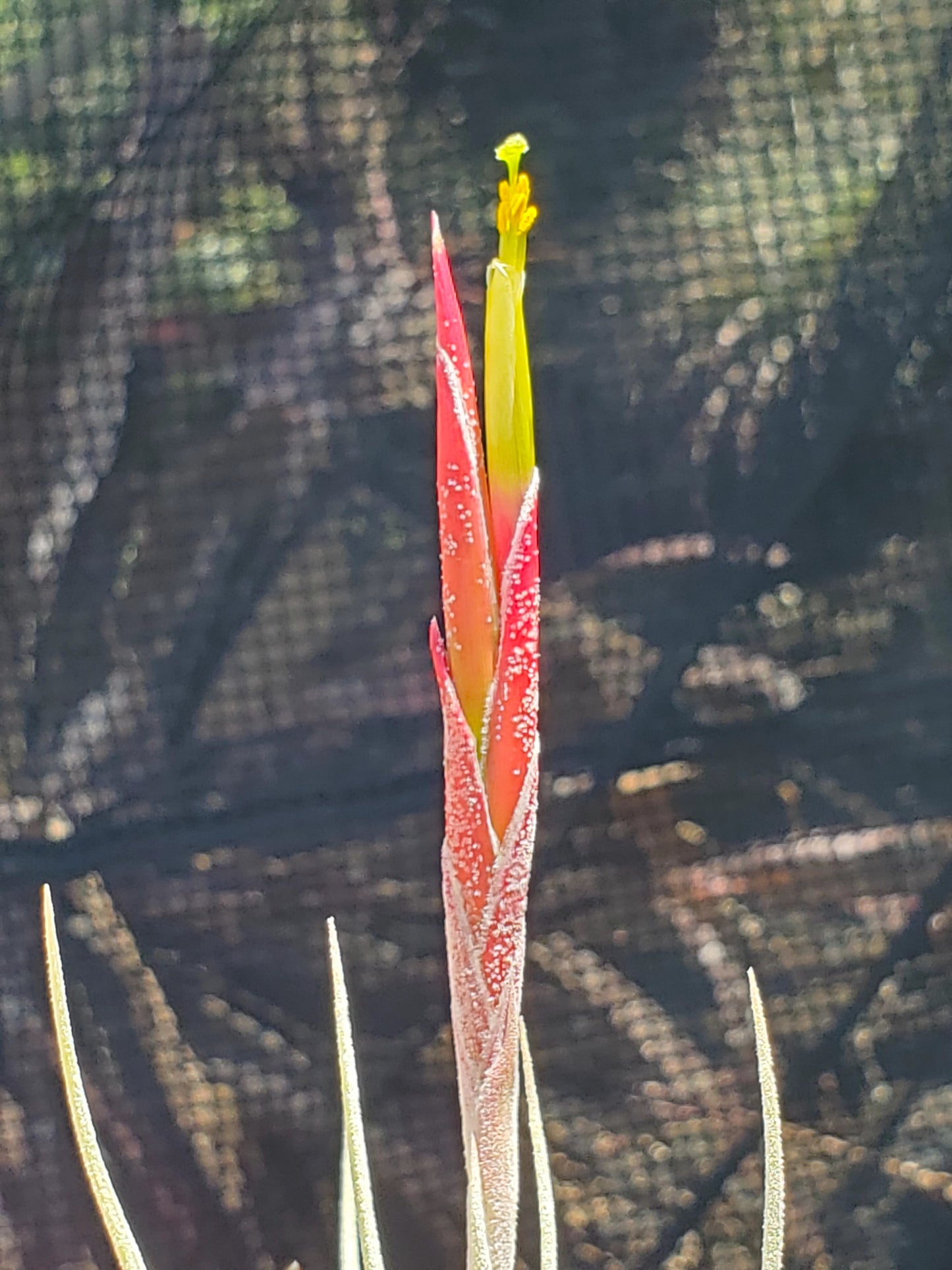 Tillandsia glabrior x schiedeana