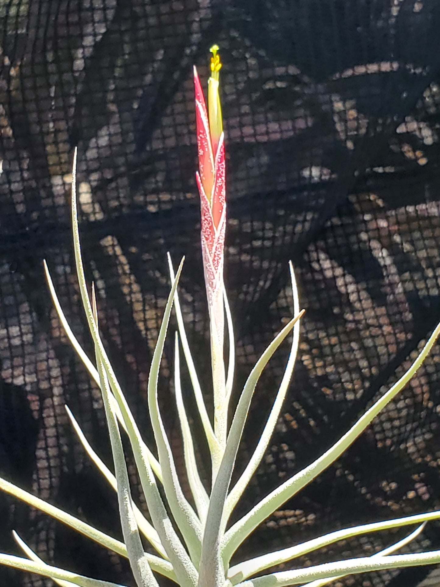 Tillandsia glabrior x schiedeana