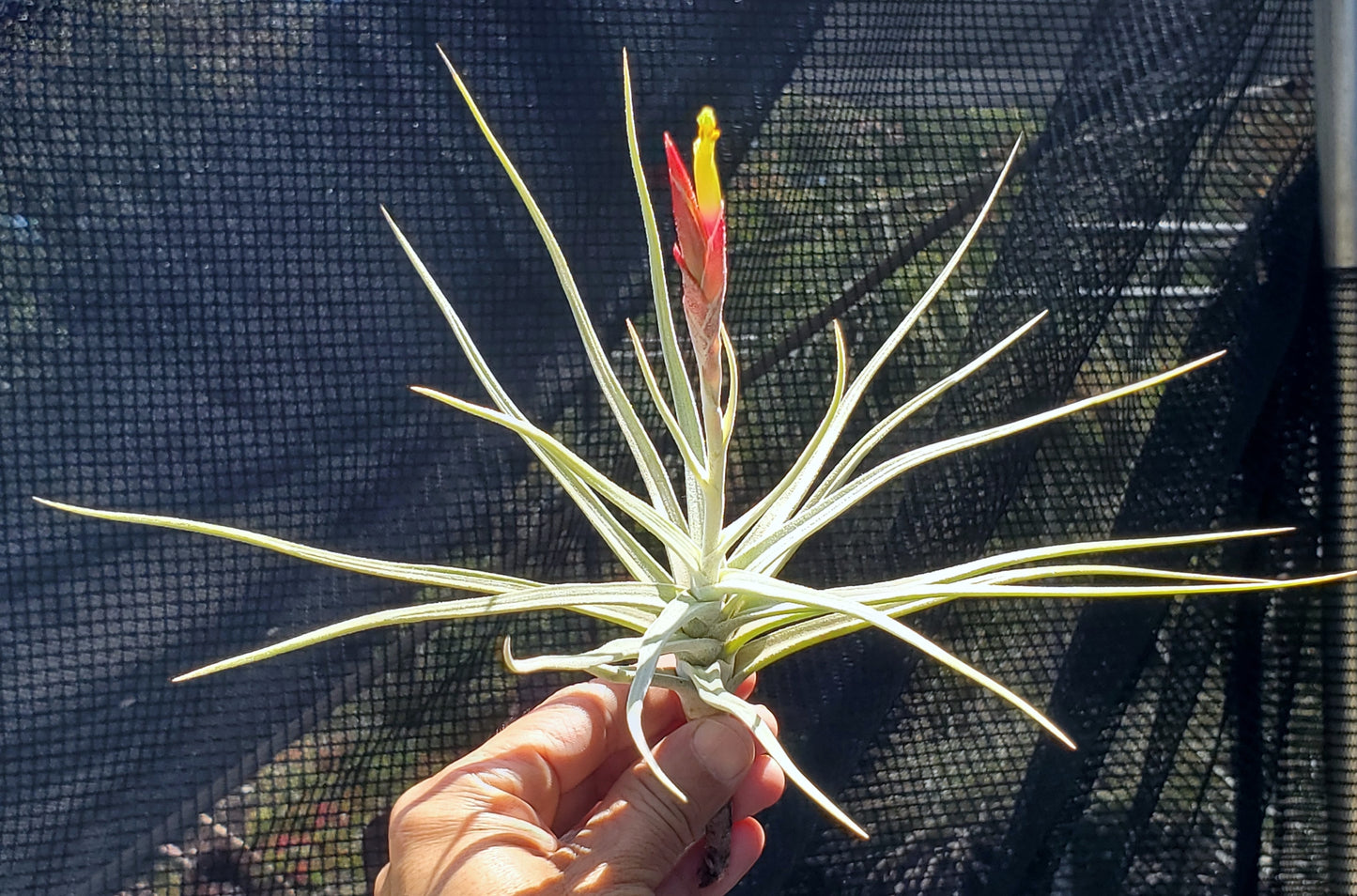 Tillandsia glabrior x schiedeana