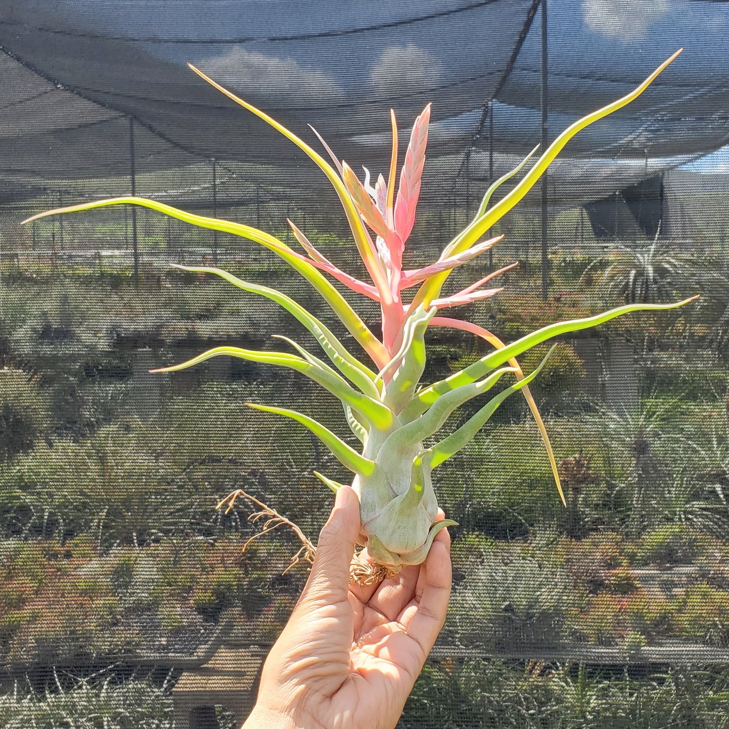 Tillandsia bulbosa large form x streptophylla