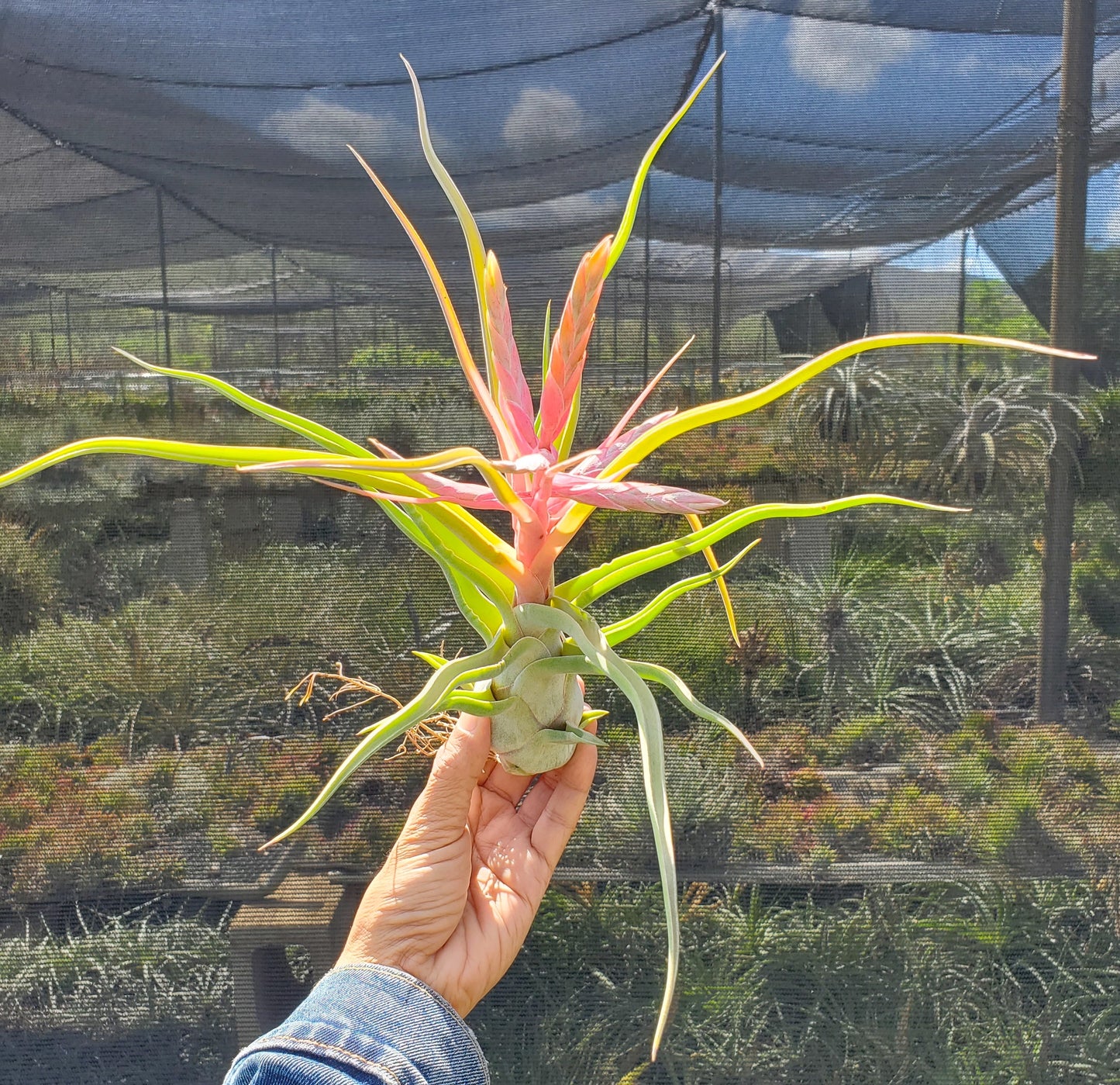 Tillandsia bulbosa large form x streptophylla