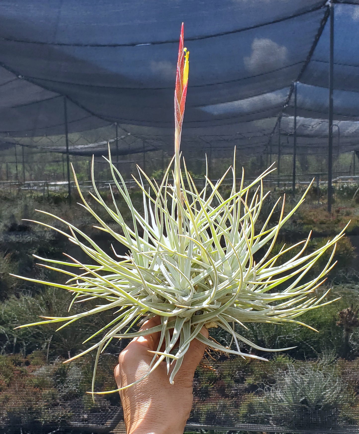 Tillandsia glabrior x schiedeana