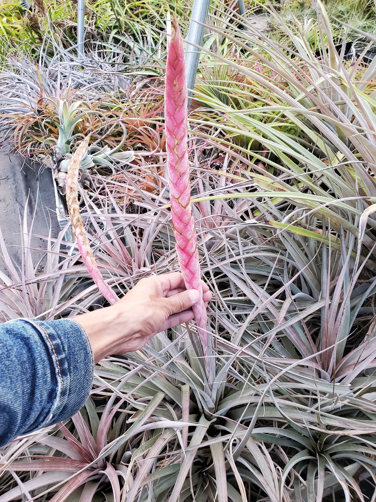 Tillandsia chiapensis x jalisco-monticola