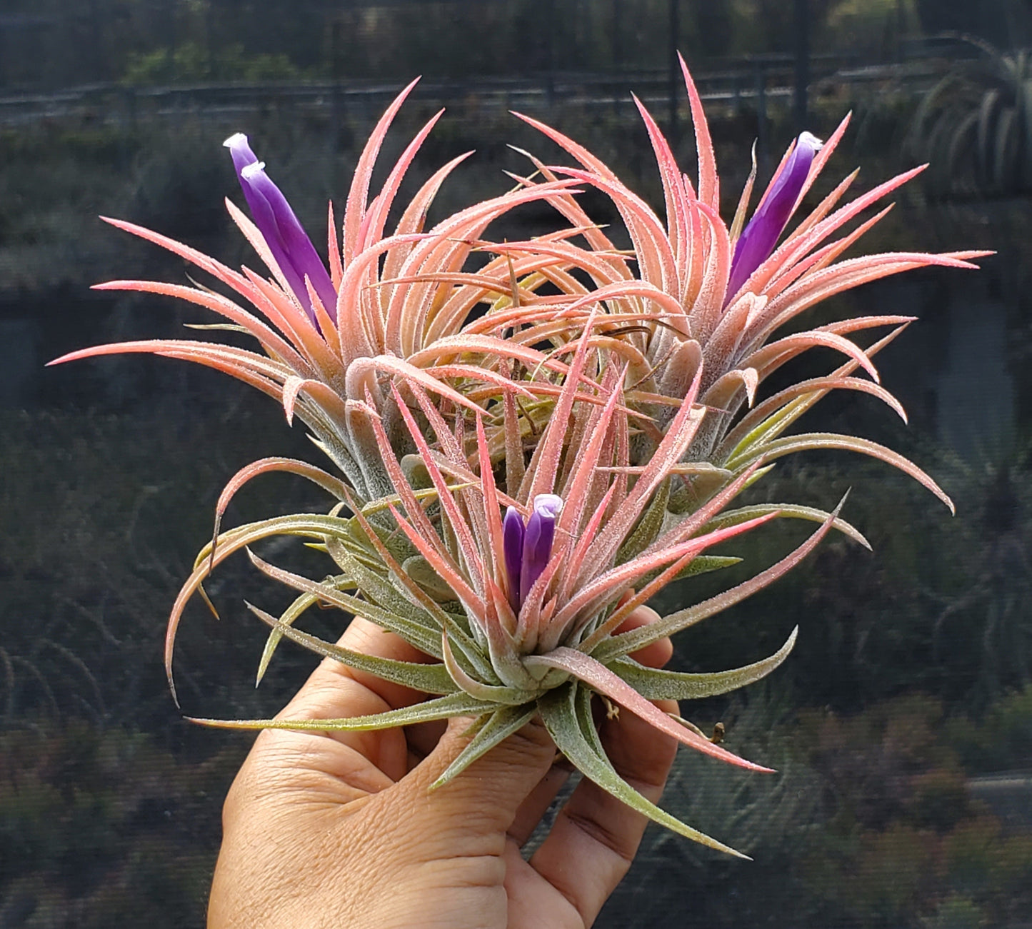 Tillandsia ionantha druid guatemala x ionantha vanhyningii