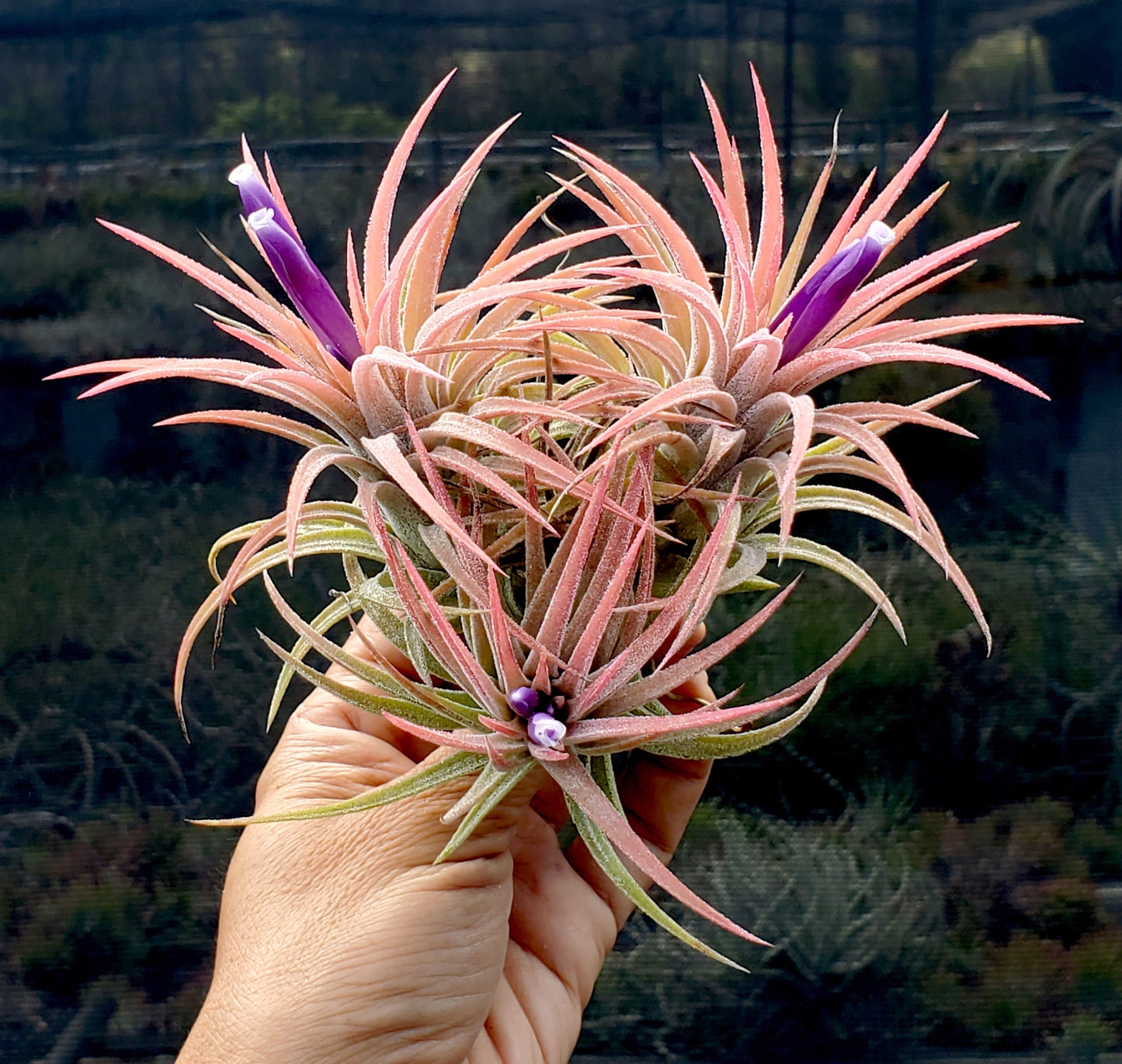 Tillandsia ionantha druid guatemala x ionantha vanhyningii