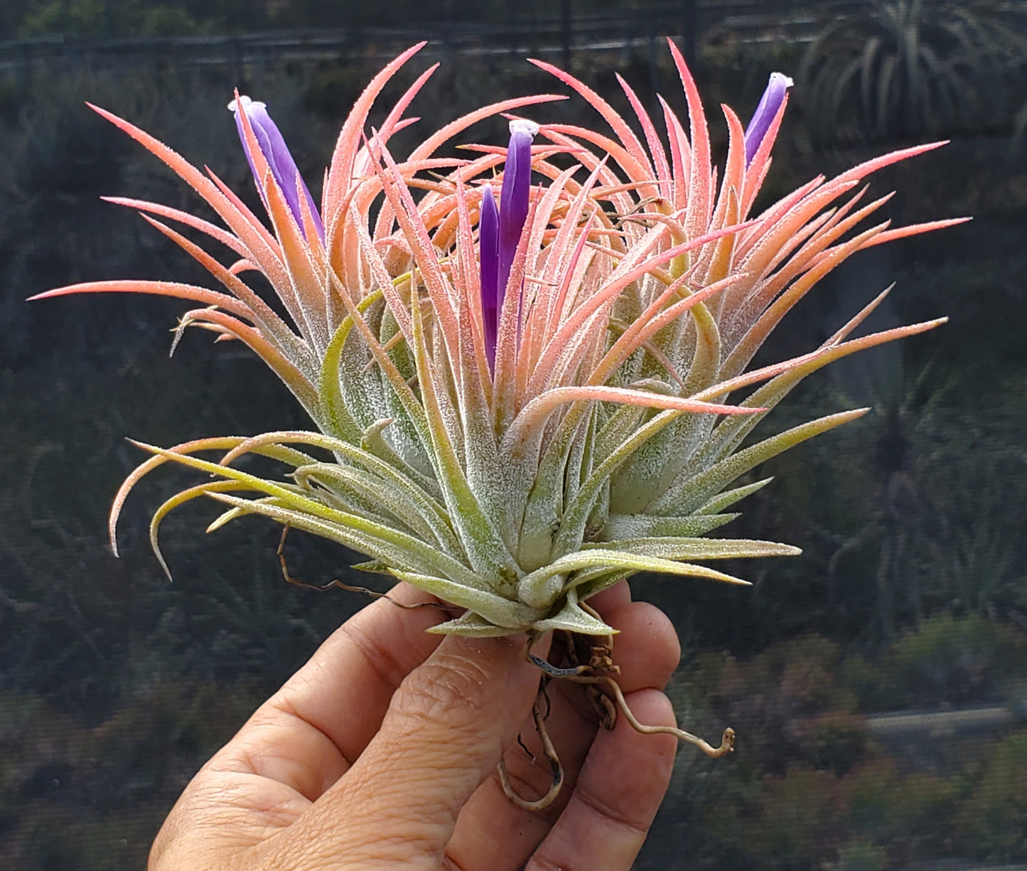 Tillandsia ionantha druid guatemala x ionantha vanhyningii