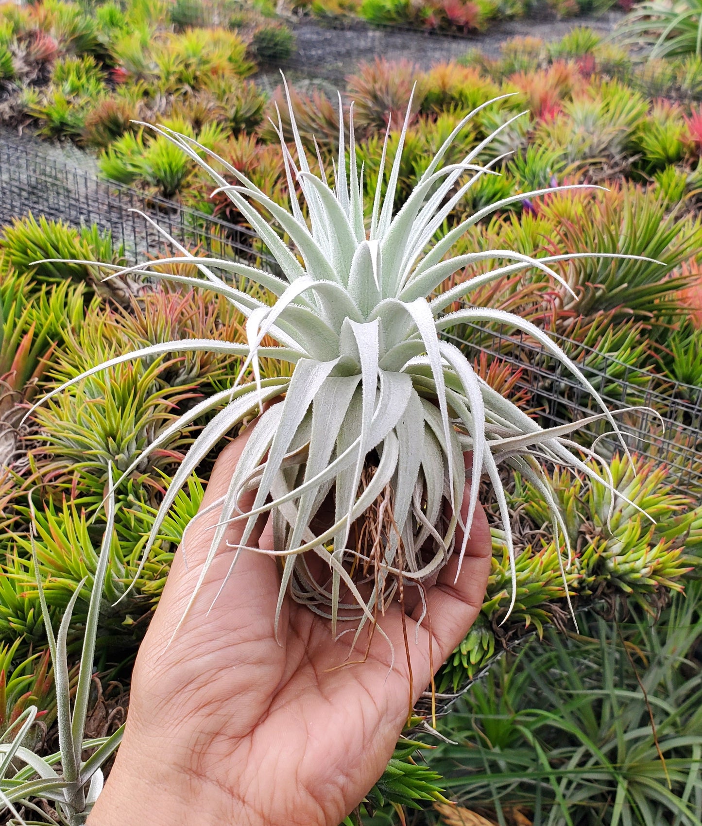 Tillandsia gardneri rupicola. (Light purple flower form)