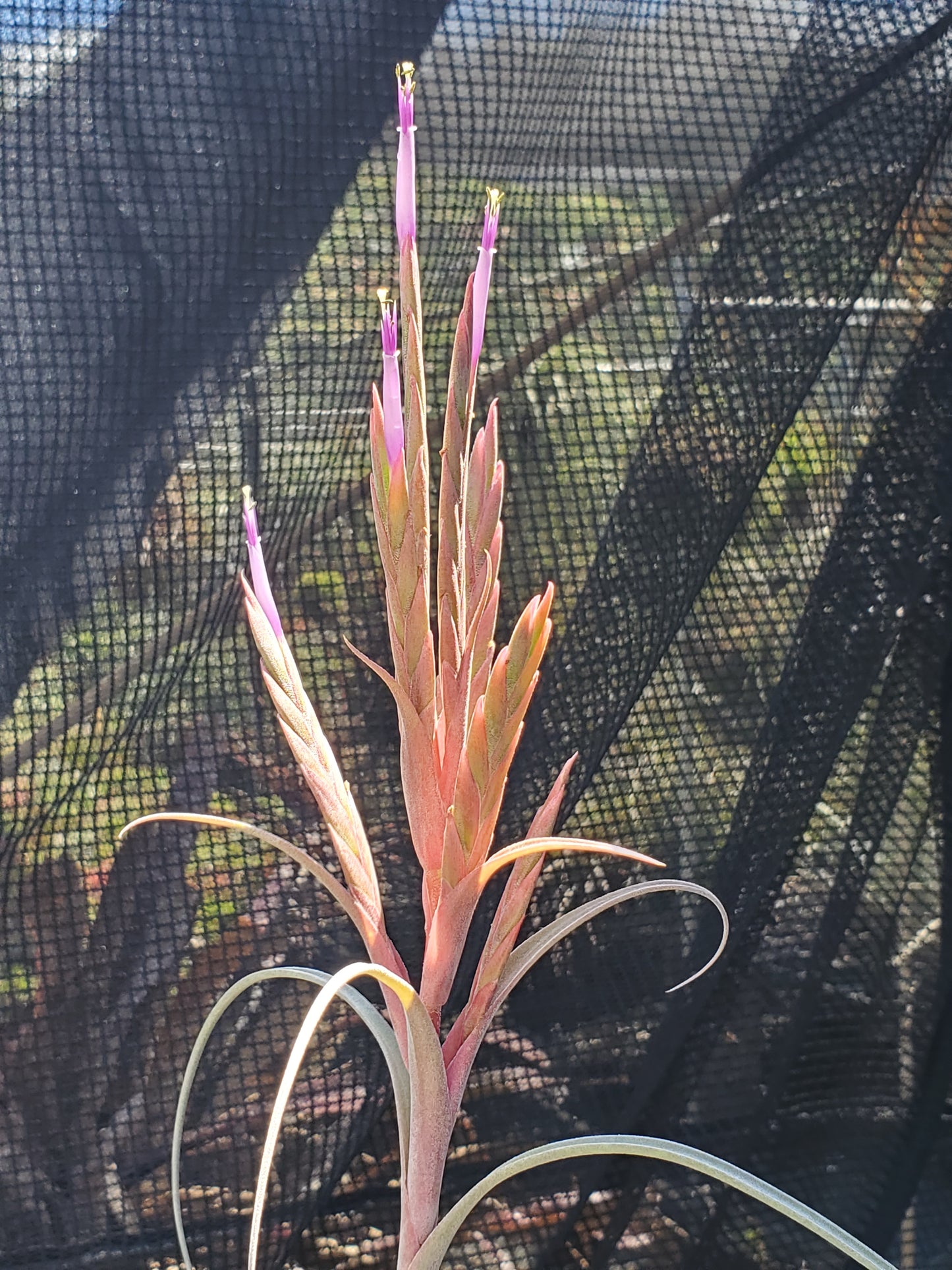 Tillandsia balbisiana x streptophylla