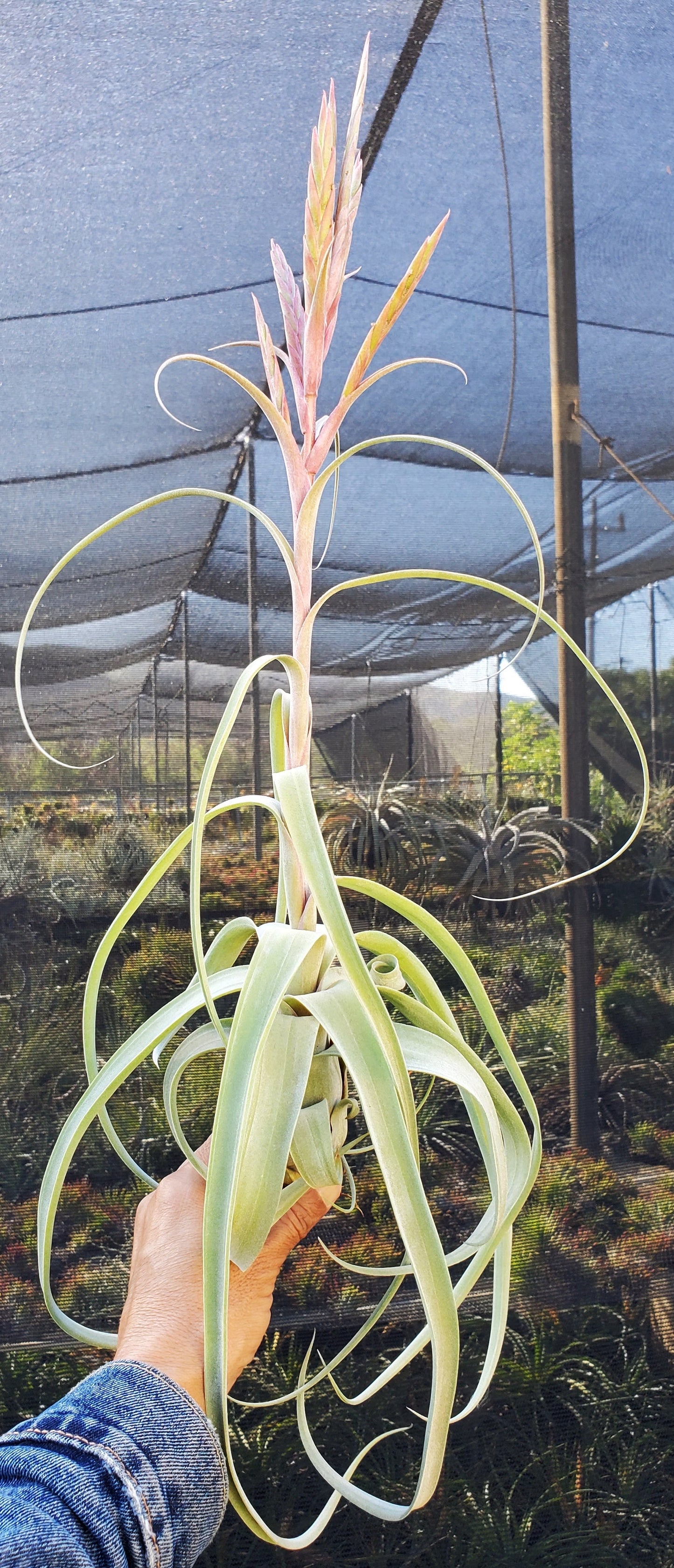 Tillandsia balbisiana x streptophylla