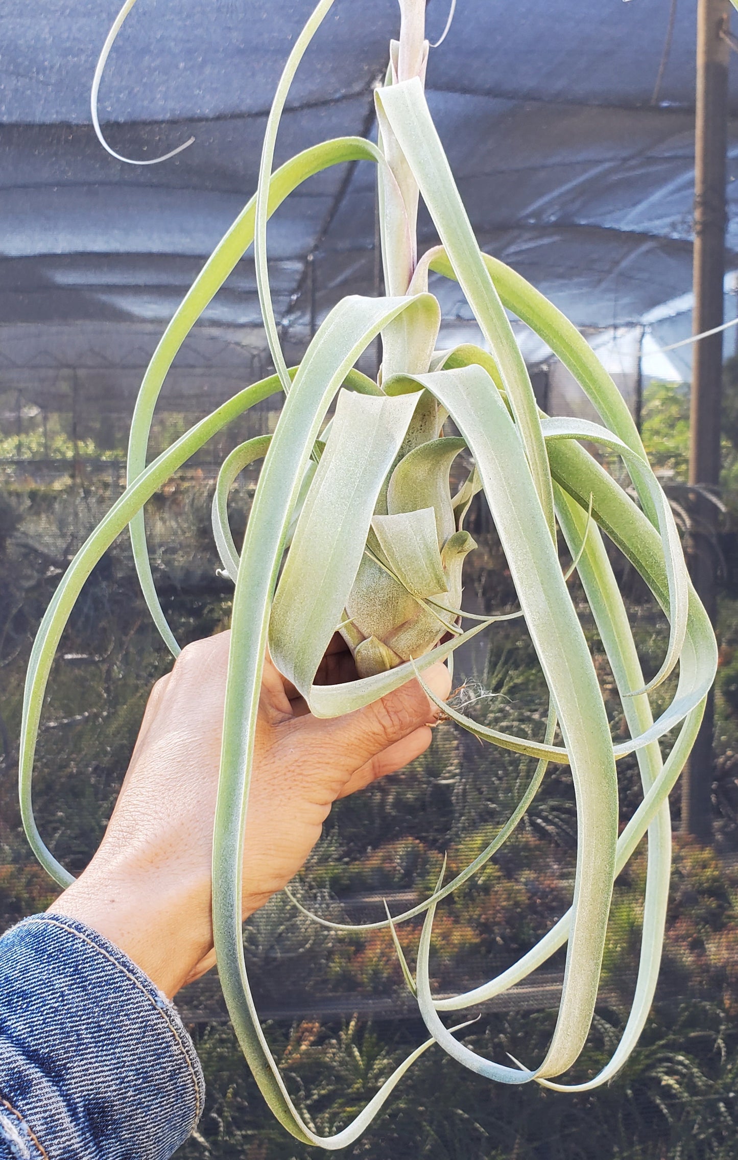 Tillandsia balbisiana x streptophylla