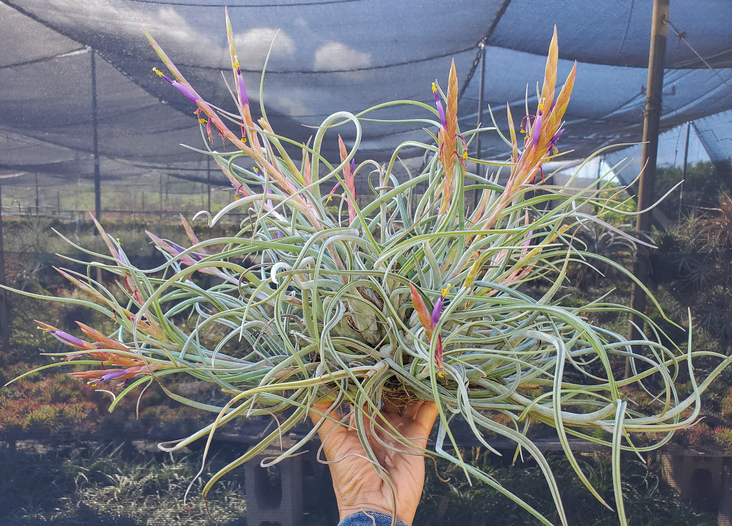 Tillandsia baileyi x caput-medusae